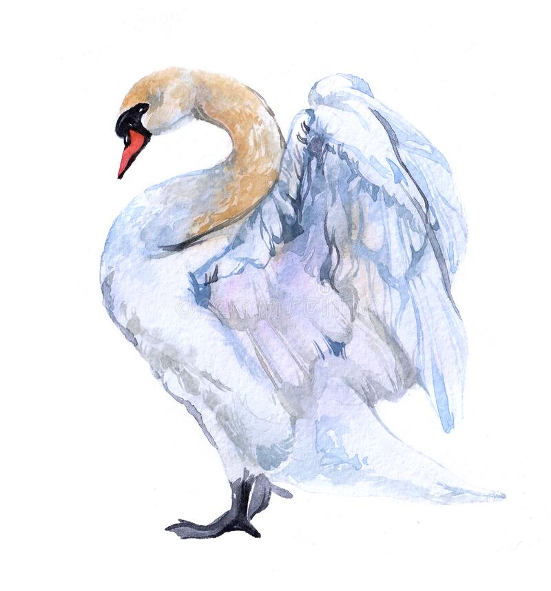 watercolor-swan-bird-animal-watercolor-swan-bird-animal-white-background-illustration-176995484